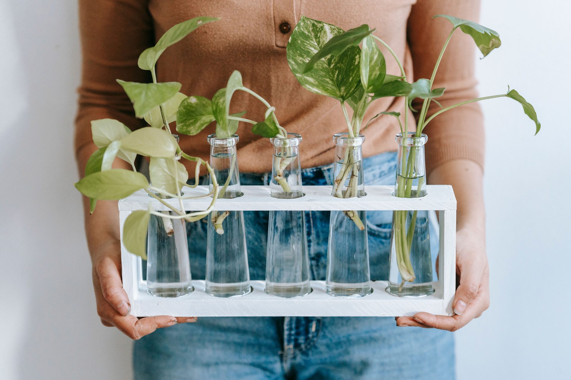 Propagation station of cuttings rooting in nutrient water