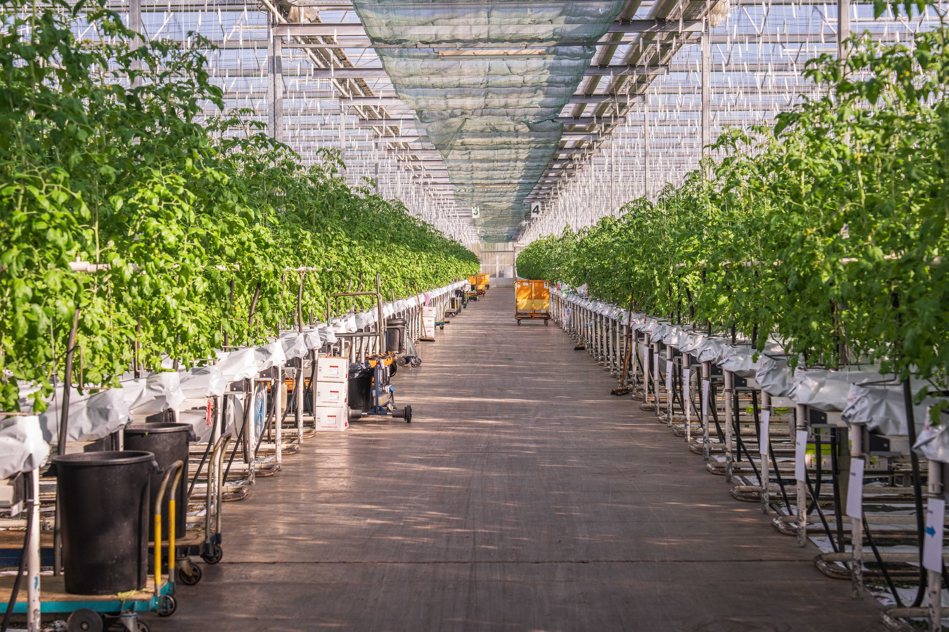 Greenhouse aisle lined with hydroponic vines