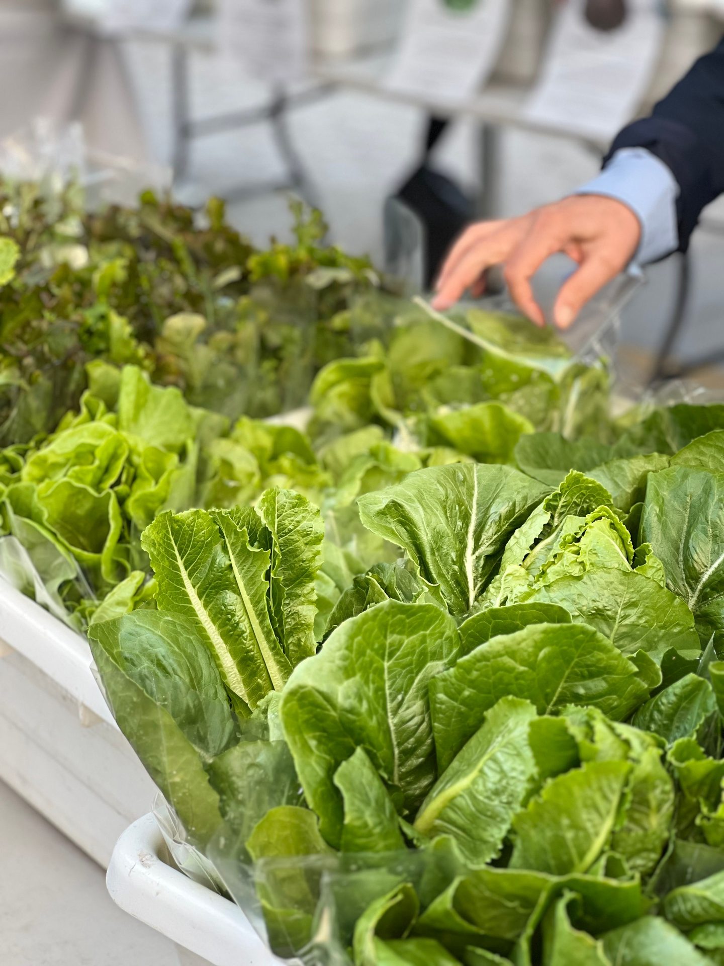 Hydroponic lettuce feeding on a nutrient film