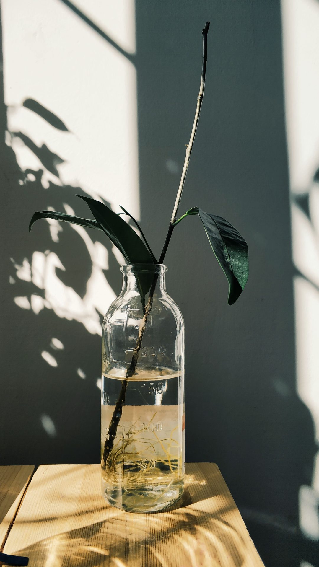 A leafy cutting rooting in a glass of water