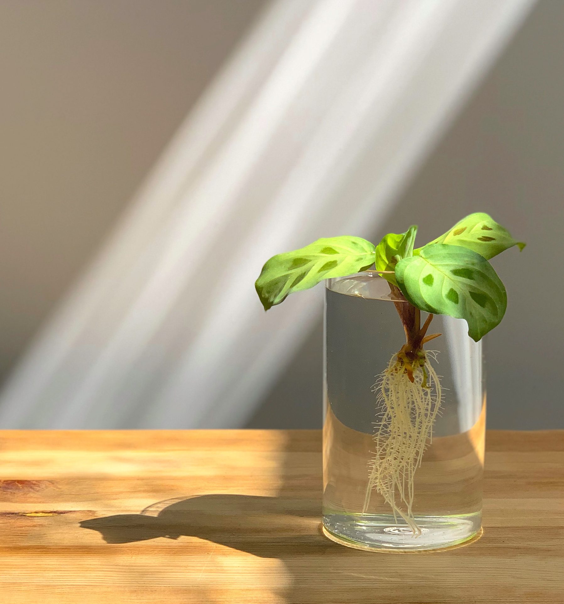Roots feeding below the surface in a hydroponic system